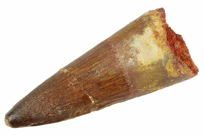 Fossil Spinosaurus Tooth - Real Dinosaur Tooth #346891